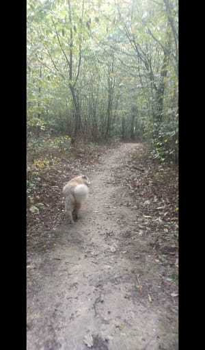 Dans la forêt entre Cussey sur l'Ognon et gare TGV Besançon - LAURENCE - 6