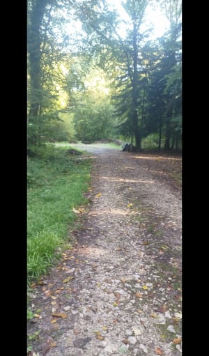 Dans la forêt entre Cussey sur l'Ognon et gare TGV Besançon - LAURENCE - 8