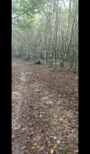 Dans la forêt entre Cussey sur l'Ognon et gare TGV Besançon - LAURENCE - 10