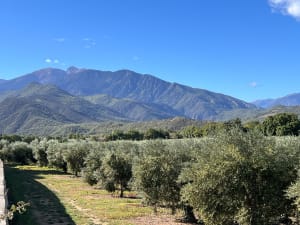Dans les vergers de Sahorle (Vinça), au pied du Canigou - Sylvie - 7