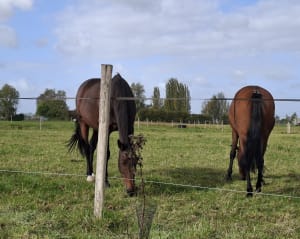 Balade dans les chemins de Fourne en Weppes - Fournes-en-Weppes - 5