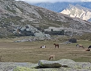 Splendeurs du lac de Nino, chevaux sauvages et herbe verte - Bastien - 5