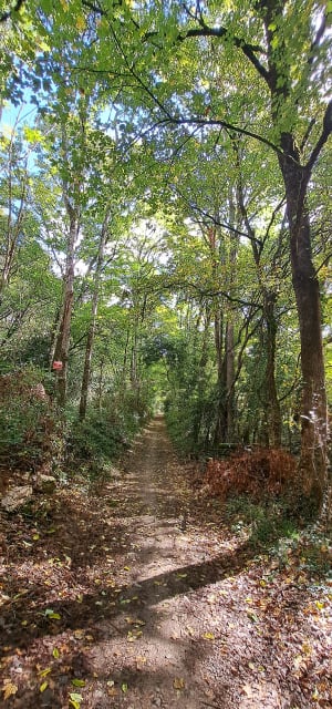Saint-Amans (Castelculier) - Anthony - 4