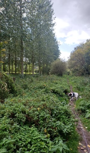 La promenade du Marais de Fretin, par le Bois des Enclos - FABIENNE - 4