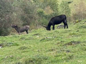Balade au lac d'Oô et faune aux mille et une facettes - Les Granges d'Astau, Oô - 6