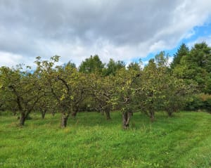 Promenade agricole par Champvillard depuis Irigny - Amy - 4