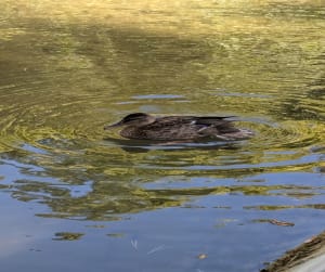 Wandel langs het Siagnekanaal in Mougins - Cédric - 3