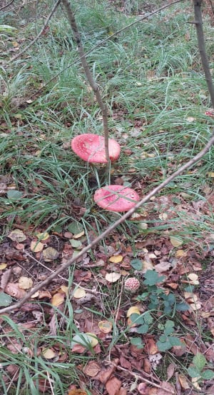 A la rencontre des êtres de la forêt de Clairmarais - laurence - 7