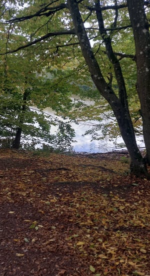 A la rencontre des êtres de la forêt de Clairmarais - laurence - 8