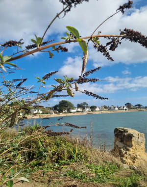 Tour de la pointe d’Arzon - Élisabeth - 7