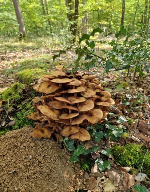 Een korte tocht door het bos van Moulière en zijn rijkdommen - Audrey - 3