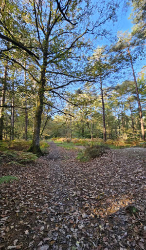 Marche en forêt, Chemin de l’étang du compte Chasné-sur-Illet - Marie-france - 2