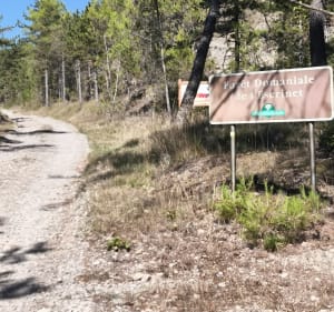 Mercuer foret de l'Escrinet - Bruno - 4