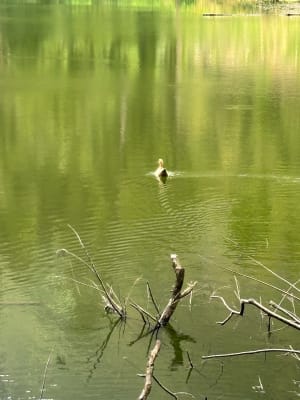 La mare aux poules d'eau. - Salazie - 9