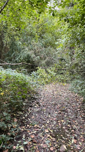 Dans le marais et le chemin du tacot à Saint Cyr sur Morin - valerie - 8