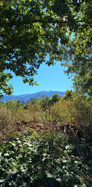 Dans les vergers de Sahorle (Vinça), au pied du Canigou - Michèle - 6