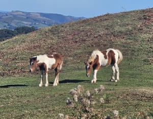 Ascension au Mont Ursuya depuis Hasparren - Jérôme - 13