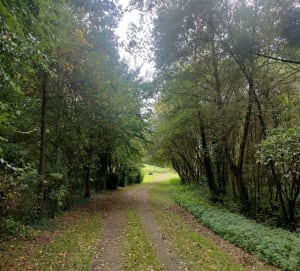 Sentier à St-Germain-en-Coglès - steven - 2