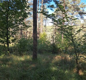 Randonnée entre vignes et forêt autour de Les Riceys - Les Riceys - 3