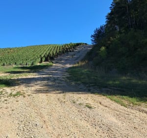 Randonnée entre vignes et forêt autour de Les Riceys - Les Riceys - 4