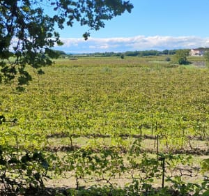 Saint Maurice sur Eygues - Saint-Maurice-sur-Eygues - 3