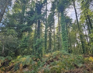 Les petits sentiers de la forêt de Lestrezec - KAREN - 3