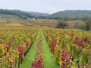Entre village et vignes MARSANNAY - Lionel - 4