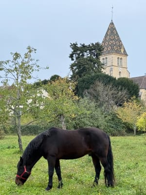 Entre village et vignes MARSANNAY - Lionel - 5