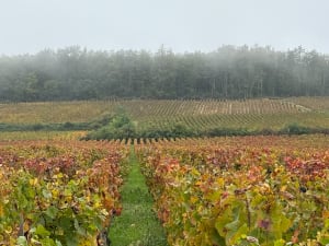 Entre village et vignes MARSANNAY - Lionel - 7
