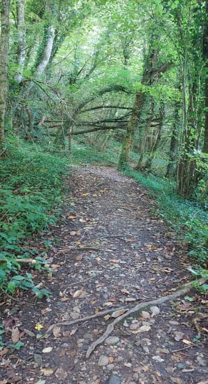 Tour de forêt à Montcarra - ISABELLE - 3