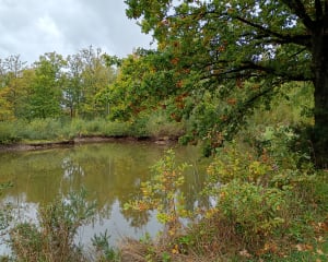 Réserve du plateau des Landes et paradis des amphibiens - Caroline - 4