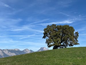 Wandeling van Murianette naar de Chêne du Venon - Paul - 6