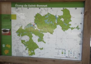 Boucle en forêt de Tronçais entre arbres et étangs - Monique - 5