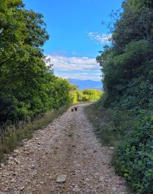 Sentier forestier de la Grande Limite et Borne Rousse - Aurore - 4