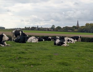 Marche en Flandre depuis Boeschepe - Loïc - 6