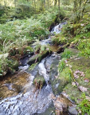 De la Croix des Hêtres aux cascades de la Pissoire - Lydie - 4