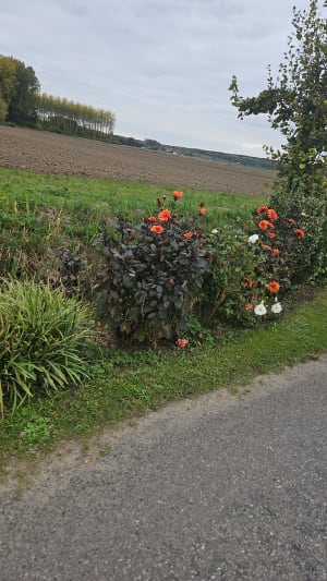 Sortie verte entre Lapugnoy et Gonnehem - cynthia - 7
