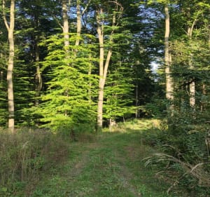 Ścieżka dla zdrowia - Urszula - 2