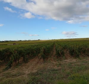 Abeilhan et les Vignes - Abeilhan - 2