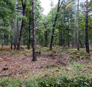 Petite randonnée sous la pluie en  forêt de Sénart - Didier - 2