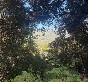 Sentier botanique de Murzo - Murzo - 4