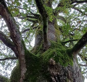 Labcacheroute Arboretum - Patric - 4