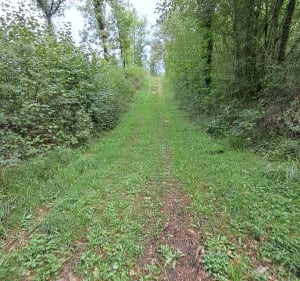 Promenade dans la forêt domaniale de la Braconne de Grande Fosse - Brie - 4