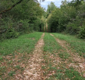 Promenade dans la forêt domaniale de la Braconne de Grande Fosse - Brie - 5
