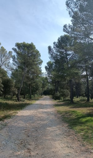Entre Les Taillades et le. pied du Luberon . - Steven - 7