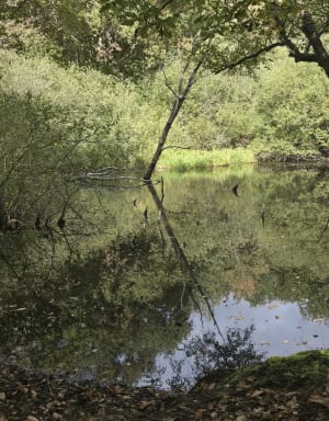 Marche facile à plat dans la forêt  de l'Hautil - MURIEL - 7