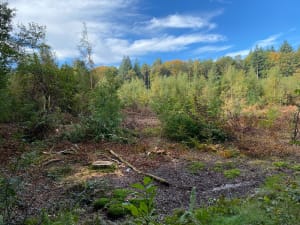 Forêt de Dourdan, balade des Fontenettes - Bruno - 2