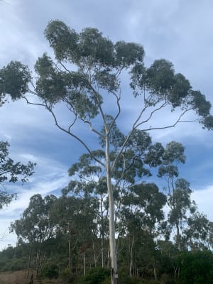 Balade tranquille dans la forêt d’eucalyptus à Cessenon-sur-Orb - Annabelle - 6