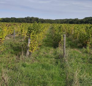 Forêt d'Amboise et Étang de la Varenne sous Chandon - Sébastien  - 2