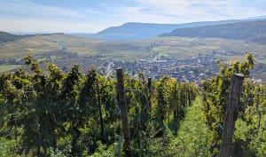 Point de vue et découvertes viticoles à Soultzmatt - Christine - 3